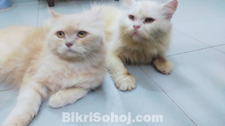 Persian Female/ Male Cat (Pair)